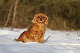 CAVALIER KING CHARLES 438